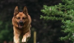 Комиссар Рекс