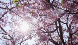 Вкусы Фудзи с Джастин