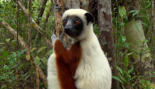 Тайны Мадагаскара